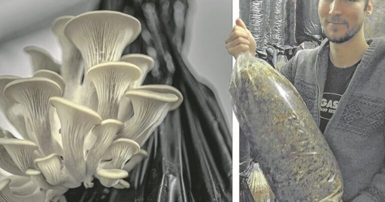 Mushroom Farming