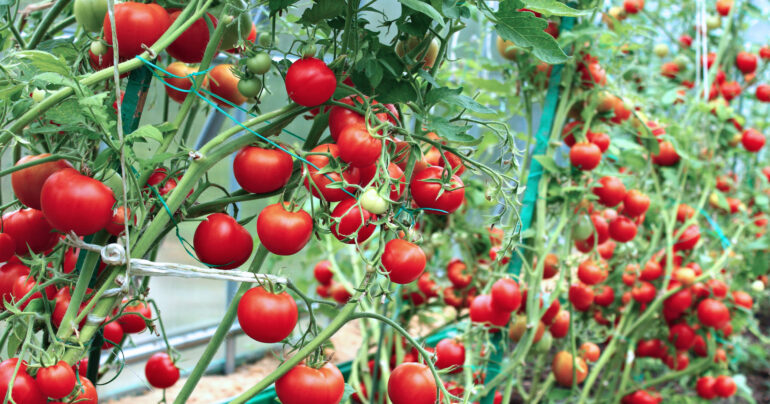 Red tomatoes in a greenhouse
